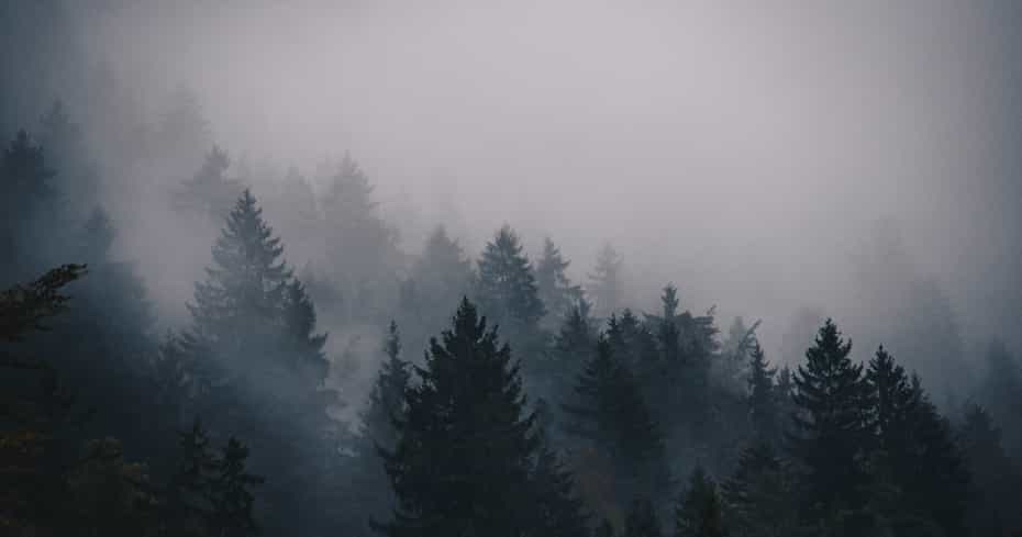 misty-pine-trees.jpg